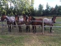 2 year old geldings